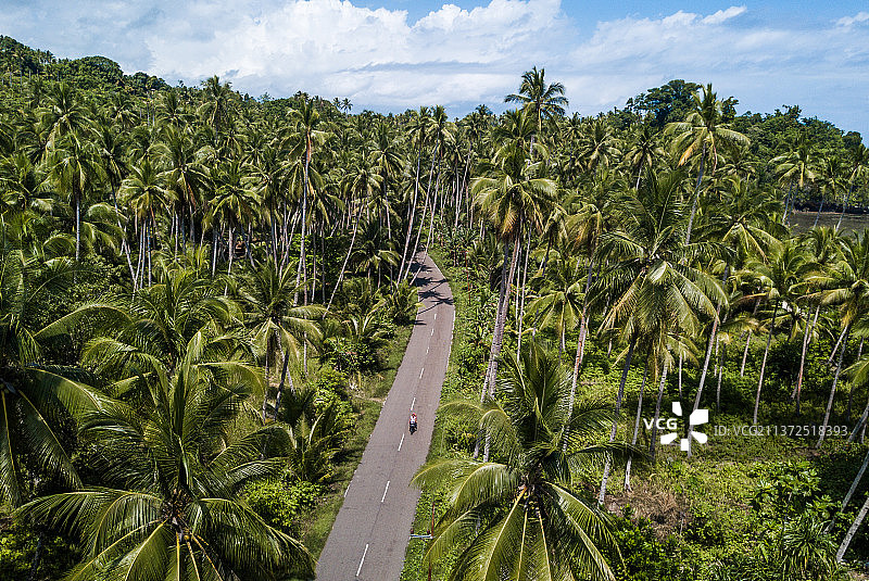 印度尼西亚莫罗泰岛棕榈树风光图片素材
