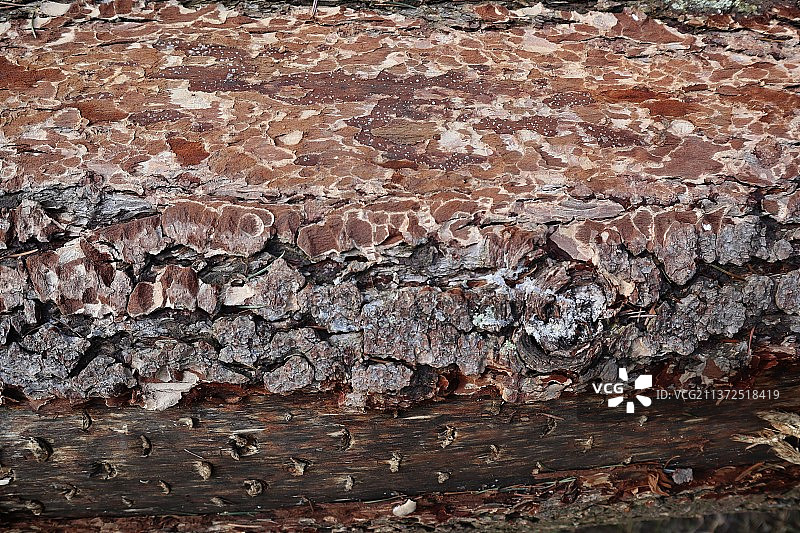 瑞士埃帕林格斯风化墙面的木制图案图片素材