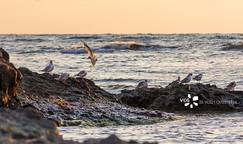 黑头鸥，日落时分保加利亚的壮丽海景图片素材