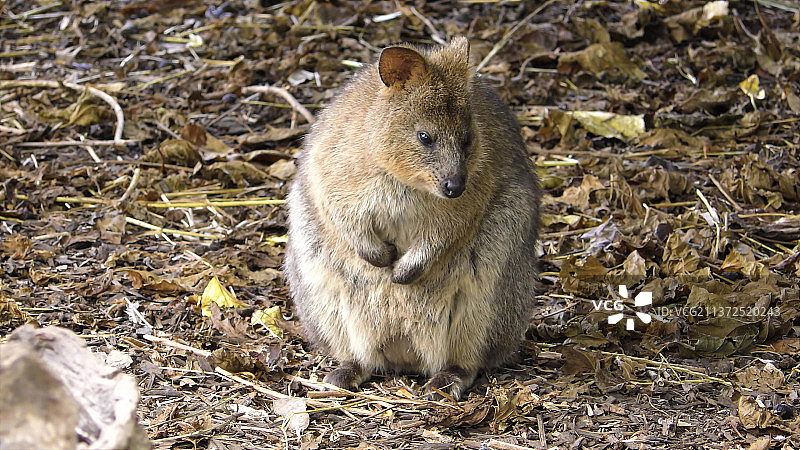 野外松鼠的特写图片素材