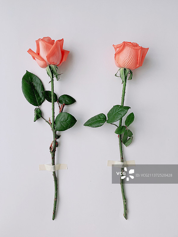 人多力量大，新加坡白色背景下的玫瑰特写图片素材