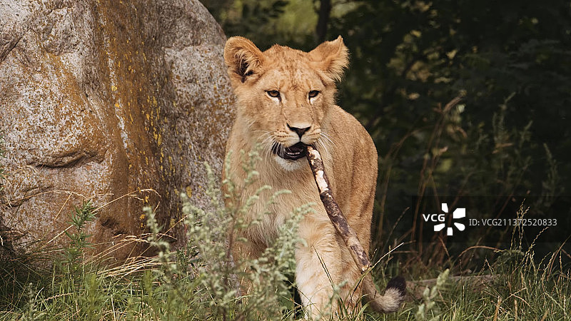 站立在田野中的幼狮肖像图片素材
