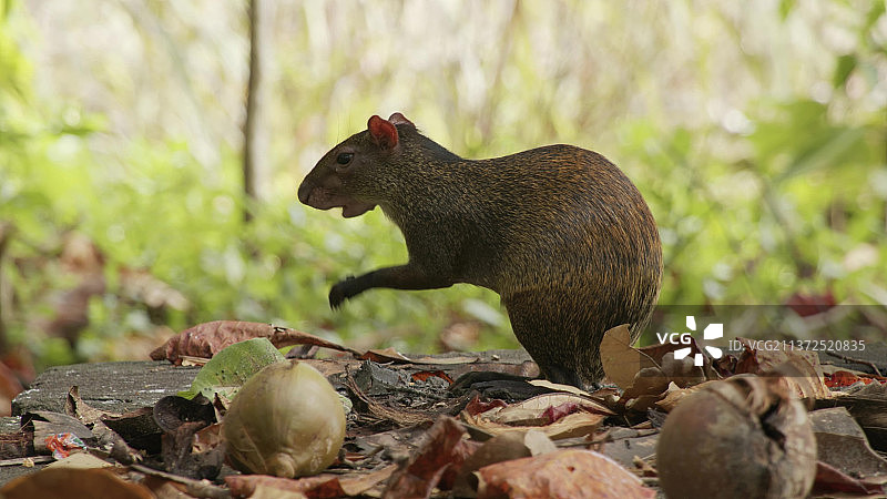 啮齿动物，树桩上松鼠特写图片素材