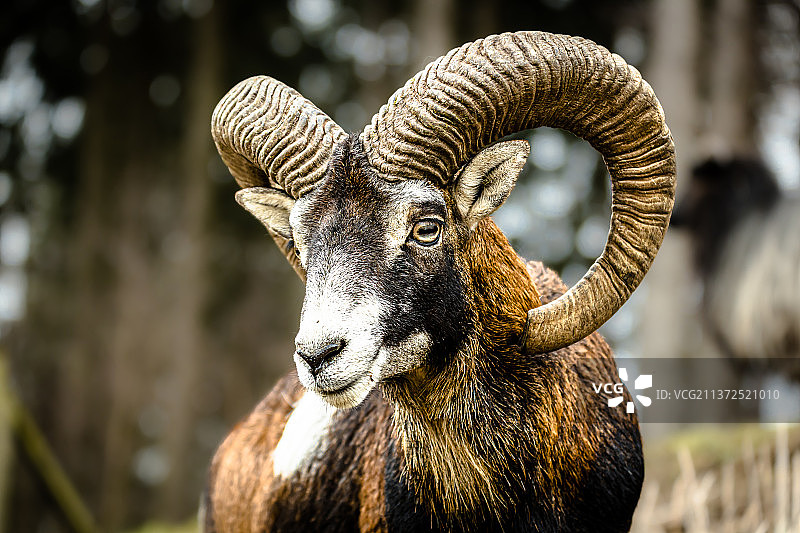 德国摩弗伦羊特写肖像图片素材