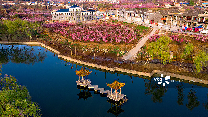 桃花源的春天，粉红粉红的花儿挂满枝头图片素材