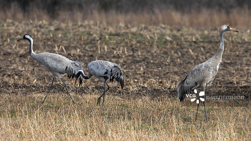 栖息在田野上的鸟类侧视图图片素材