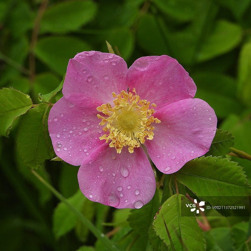 雨中草原蔷薇花特写图片素材