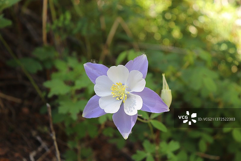 紫色开花植物的特写图片素材