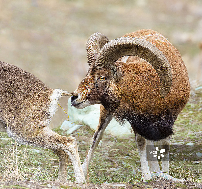 你愿意嫁给我吗？站立在田野上的鹿的侧视图图片素材