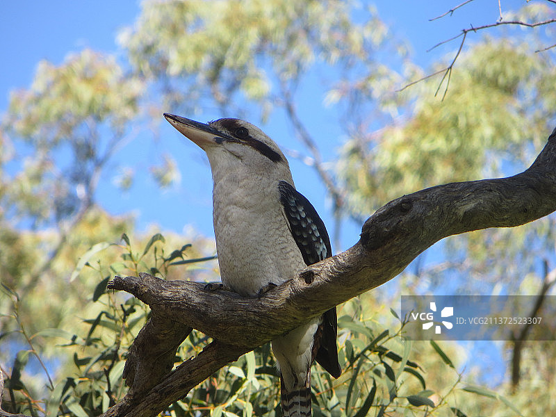 树枝上的笑翠鸟图片素材