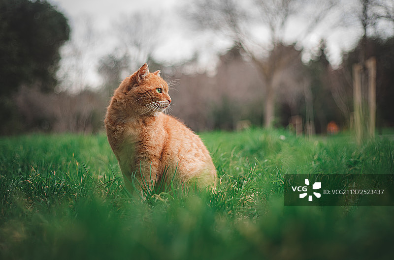 草地自然背景下的猫的肖像，土耳其图片素材