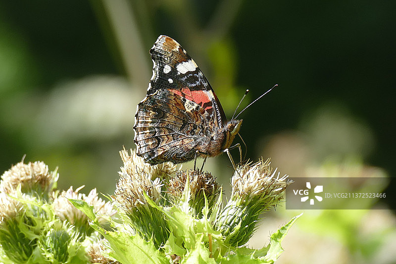 蝴蝶在花上采蜜特写，斯洛文尼亚普拉尼察图片素材