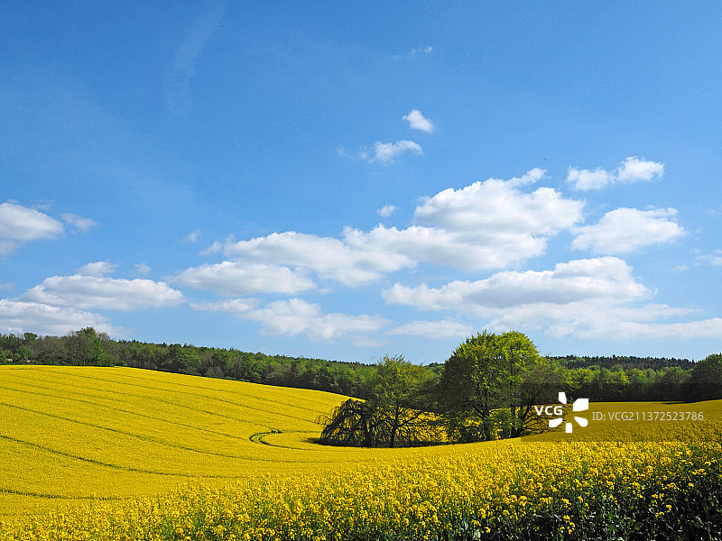 英国彼得斯菲尔德油菜花田风光图片素材