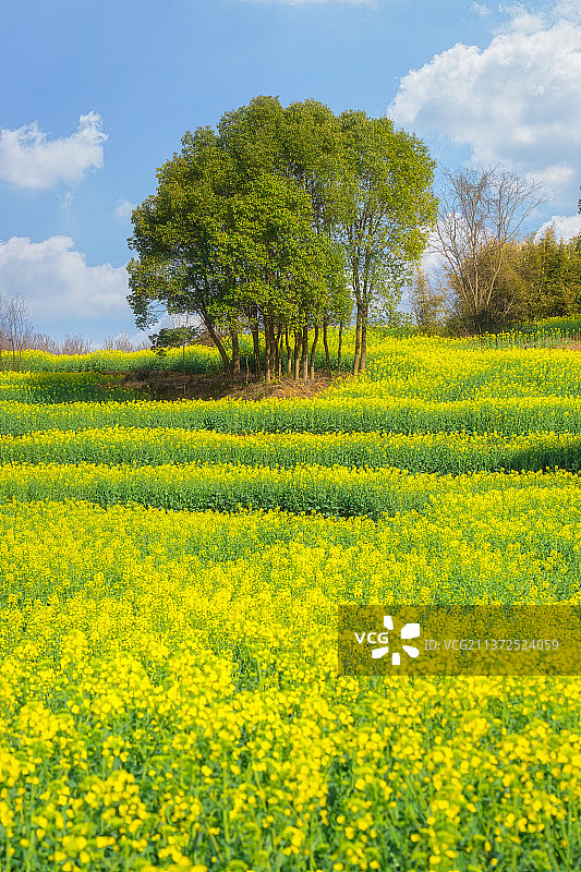 武汉马鞍山森林公园油菜花田图片素材