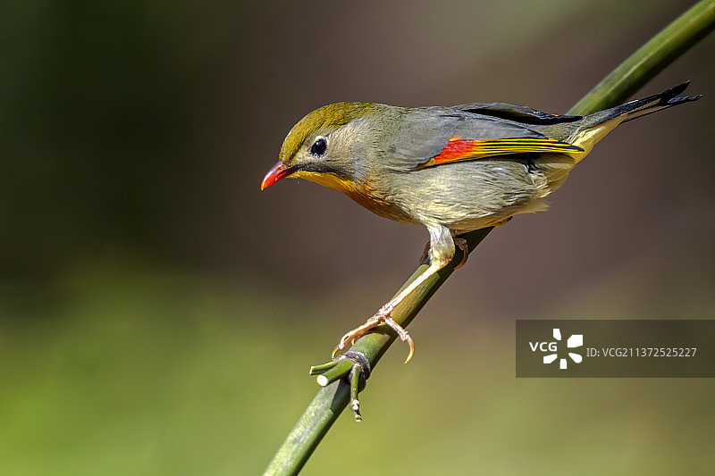红嘴相思鸟图片素材
