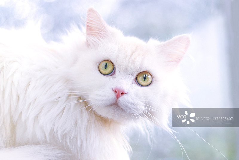 山东狮子猫图片素材