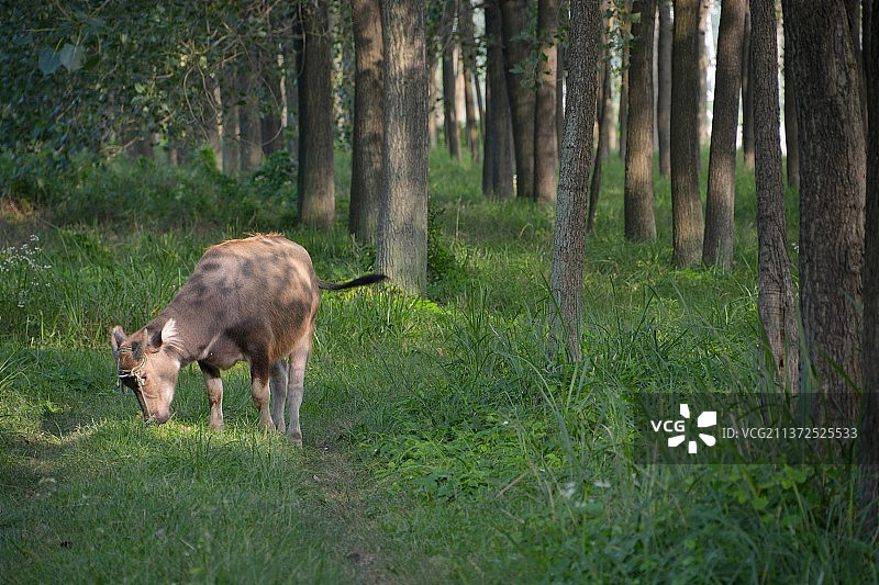 树林里的一头牛图片素材