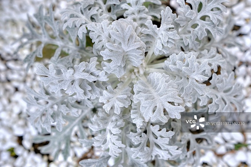 白色碎石中生长的满画面银叶菊特写图片素材