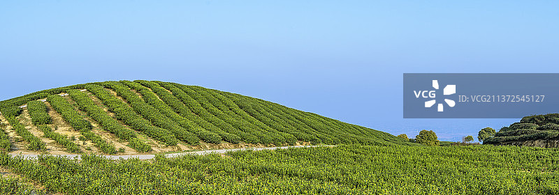 燕子崖茶山图片素材