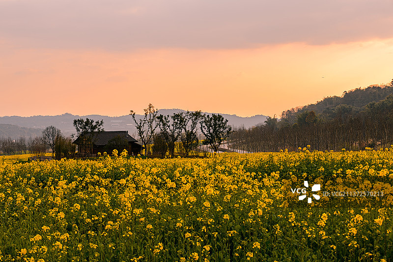 夕阳下的广阳岛油菜花田图片素材