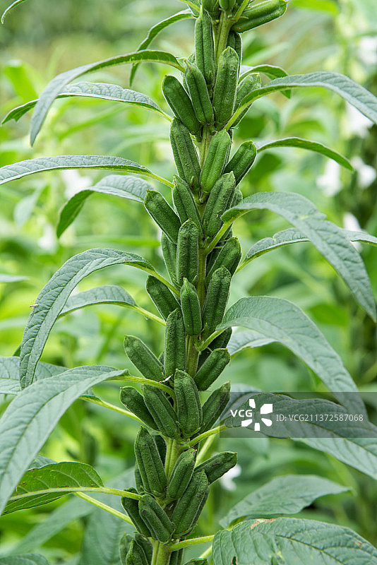 芝麻种植结籽图片素材
