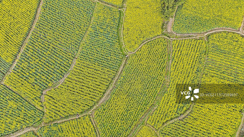 2022年3月1 日《青岗菜花乌》图片素材