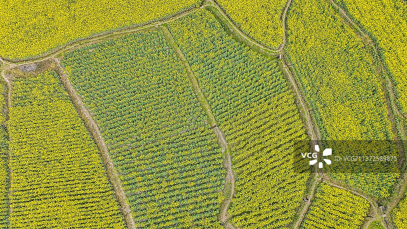 2022年3月1 日《青岗菜花乌》图片素材