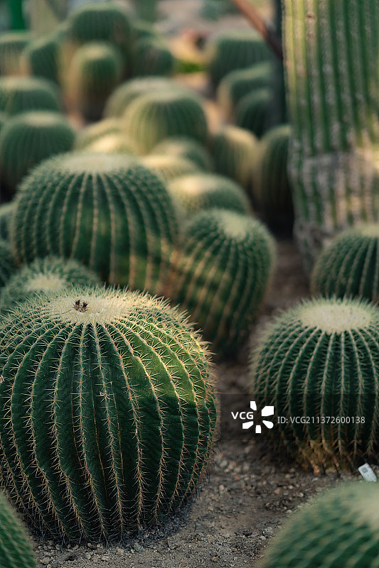 仙人掌, 特写, 细节, 植物园图片素材
