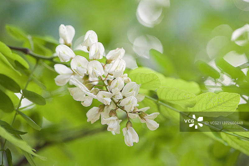 春天槐树开花图片素材