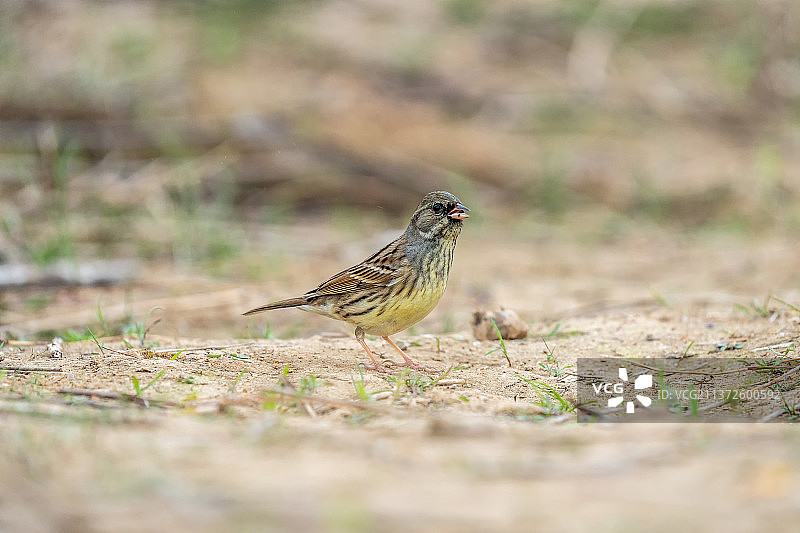 一只灰头鹀飞落在田地上寻觅翻食散落在地里的植物种籽图片素材