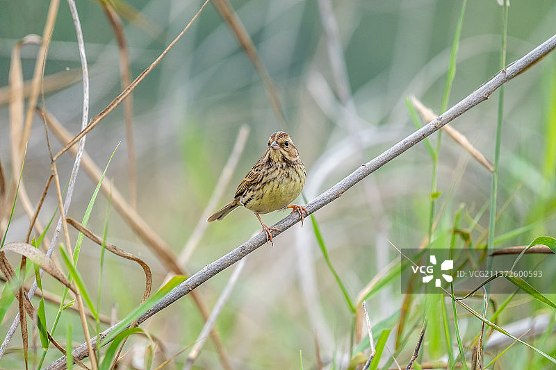 一只灰头鹀飞落在田地上寻觅翻食散落在地里的植物种籽图片素材