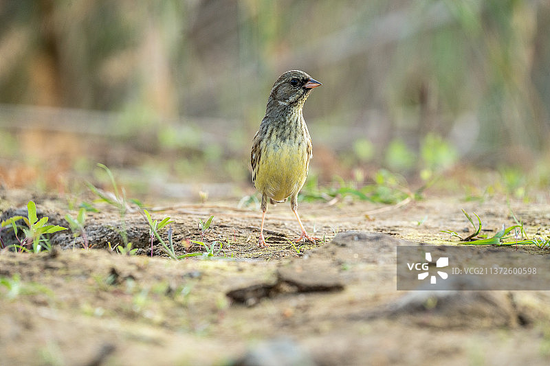 一只灰头鹀飞落在田地上寻觅翻食散落在地里的植物种籽图片素材
