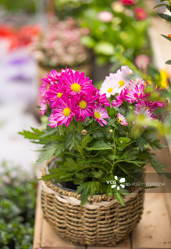一盆非洲雏菊图片素材