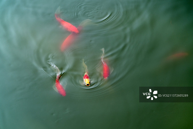 水中几条锦鲤在悠闲地游动图片素材