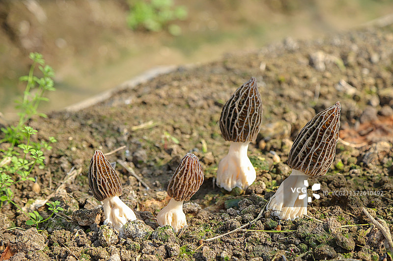 羊肚菌种植图片素材