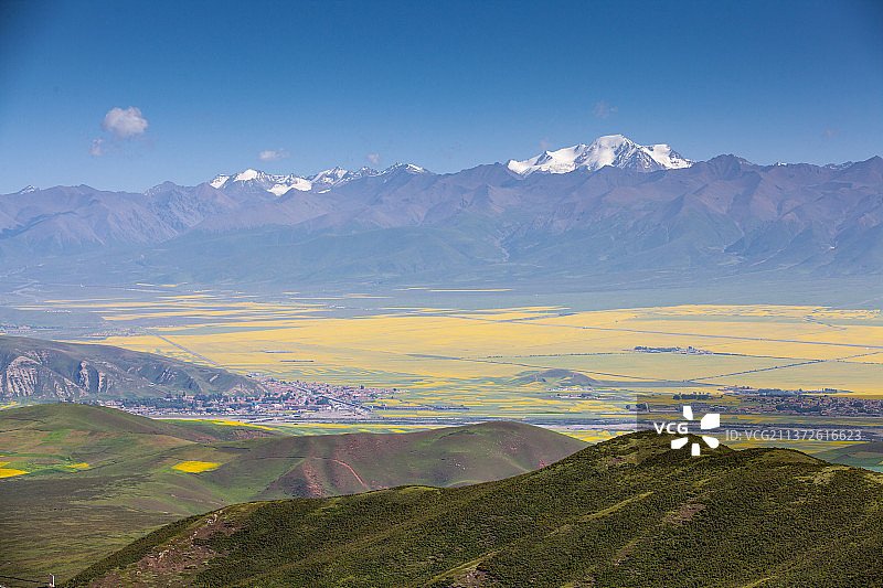 门源油菜花雪山图片素材