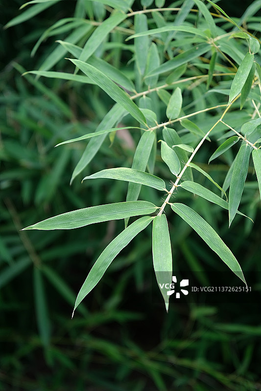 竹叶特写深色背景图片素材