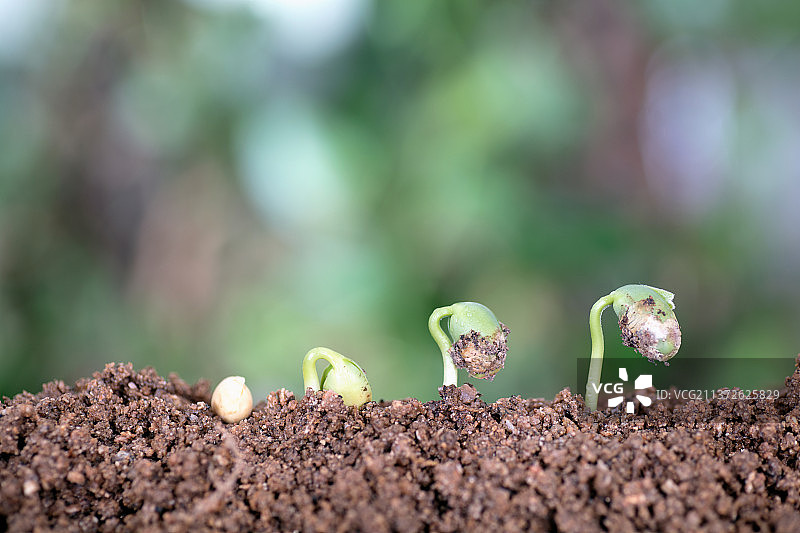 一粒黄豆种子逐渐生长发芽的过程图片素材