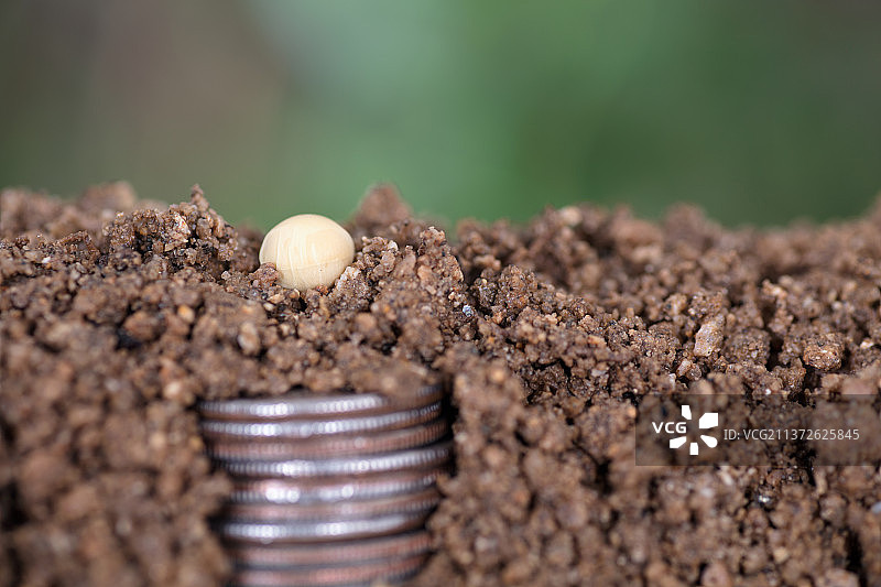 土壤里埋藏着美元硬币和土壤上的豆种图片素材