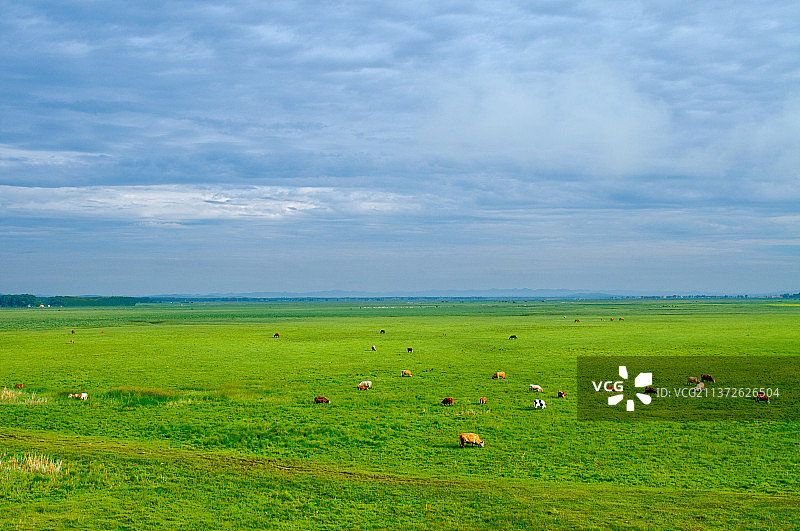 河北沽源草原放牧图片素材