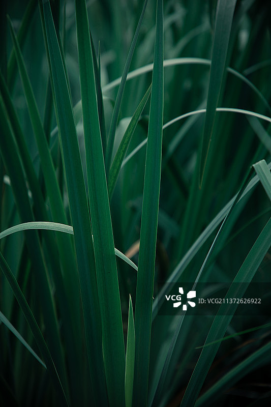 草的全帧拍摄图片素材