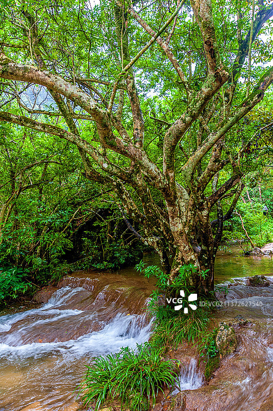 中国贵州黔南小七孔风景区水上森林图片素材