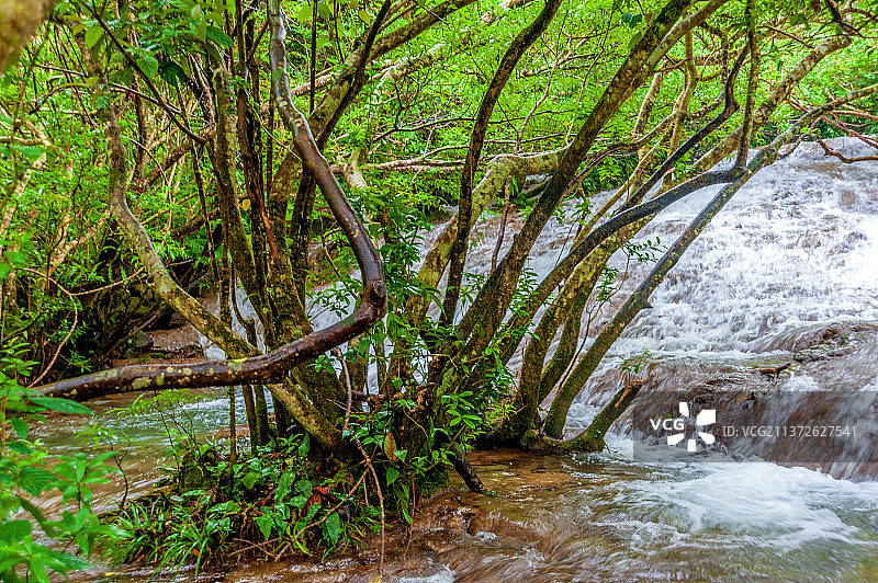 中国贵州黔南小七孔风景区水上森林图片素材