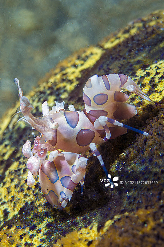 丑角虾图片素材