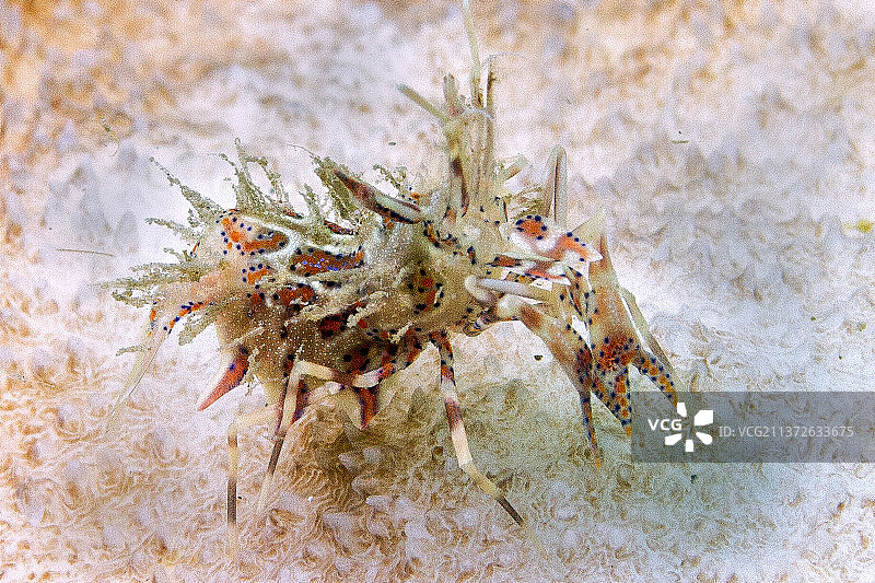 多刺虎虾图片素材
