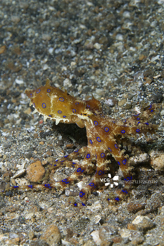 蓝环章鱼图片素材