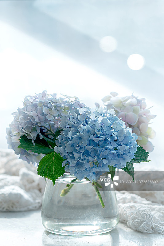 放在花瓶里的绣球花图片素材