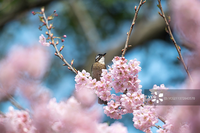 鸟俏花枝图片素材