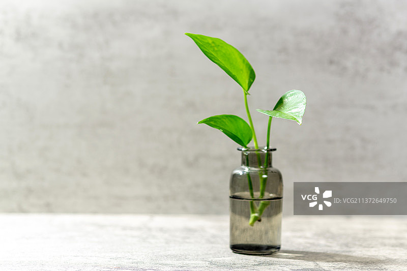 绿萝插花特写ins风格锁屏桌面画面图片素材