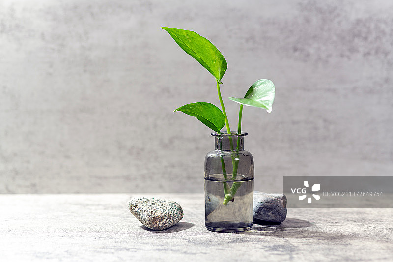 绿萝插花特写ins风格锁屏桌面画面图片素材